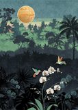 Kolibry